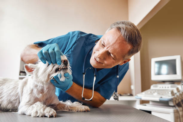 Best Emergency Care for Gum Disease in Plainfield Village, CT